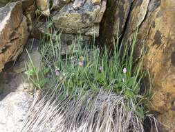 Plancia ëd Dodecatheon utahense (N. H. Holmgren) Reveal