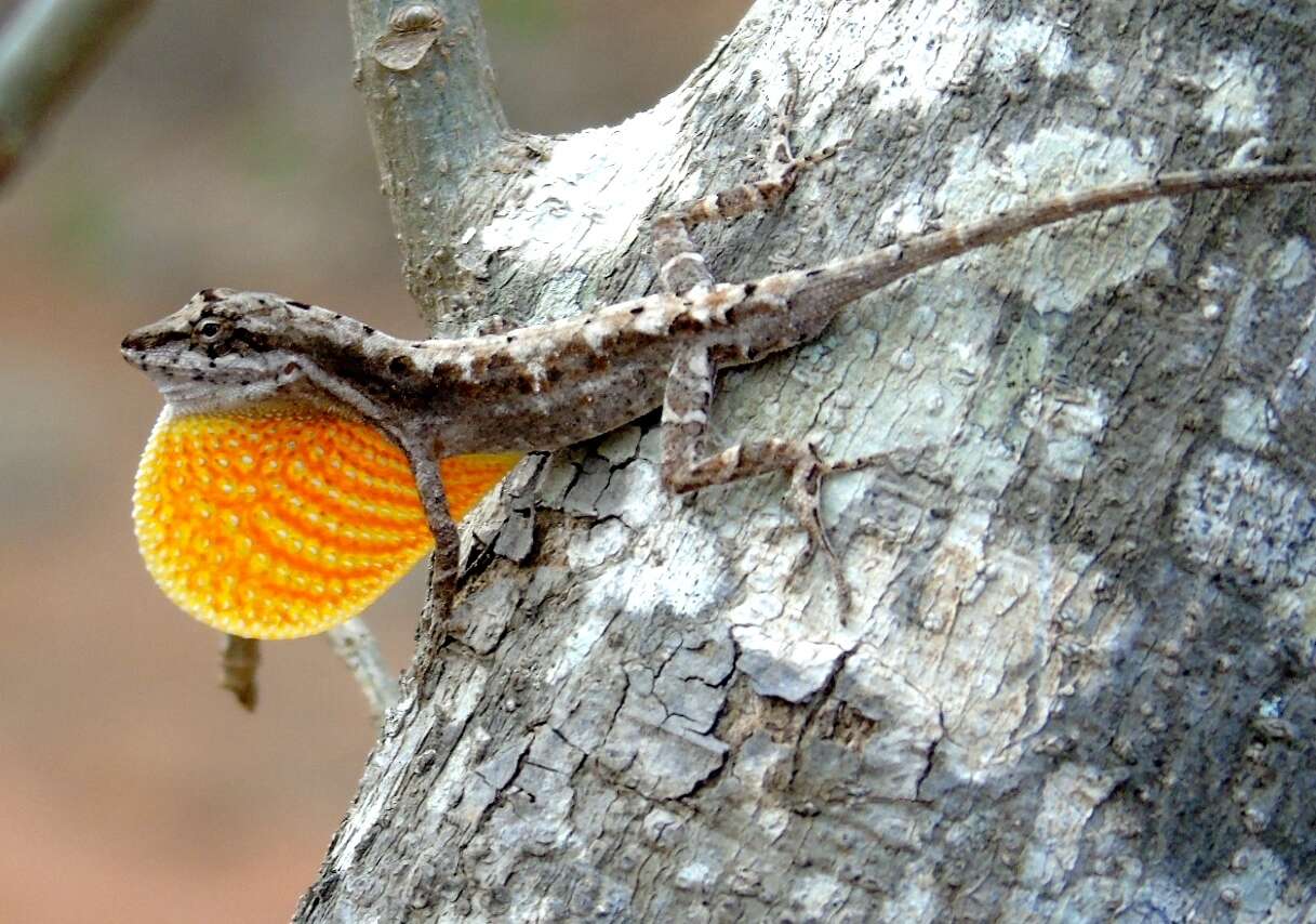 Image of Schmidt's Anole