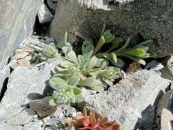 Image of Myosotis traversii var. cantabrica L. B. Moore