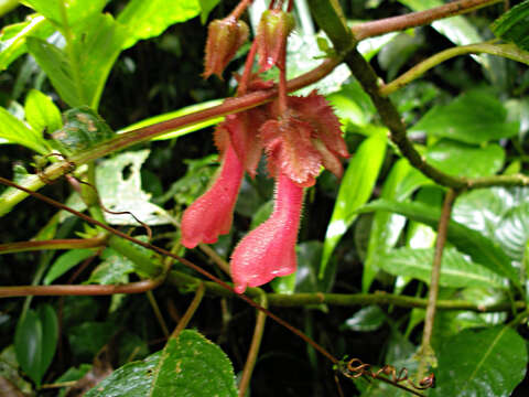 Image of Glossoloma tetragonum Hanst.