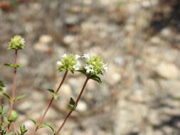 Image of Thymus albicans Hoffmanns. & Link