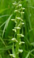 Image of Platanthera convallariifolia (Fisch. ex Lindl.) Lindl.