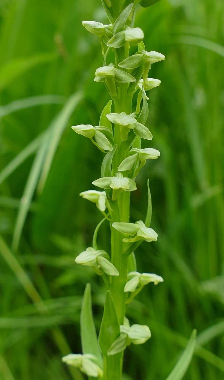 Image of Platanthera convallariifolia (Fisch. ex Lindl.) Lindl.