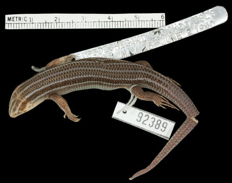 Image of Stimpson's Skink