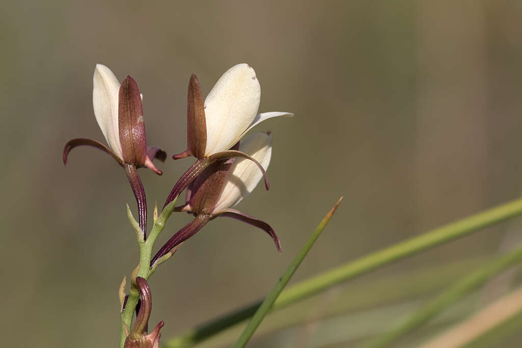 Plancia ëd Eulophia macowanii Rolfe