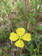 Image of Seaside Primrose-Willow