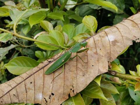 Image of Giant Malaysian Shield Mantis