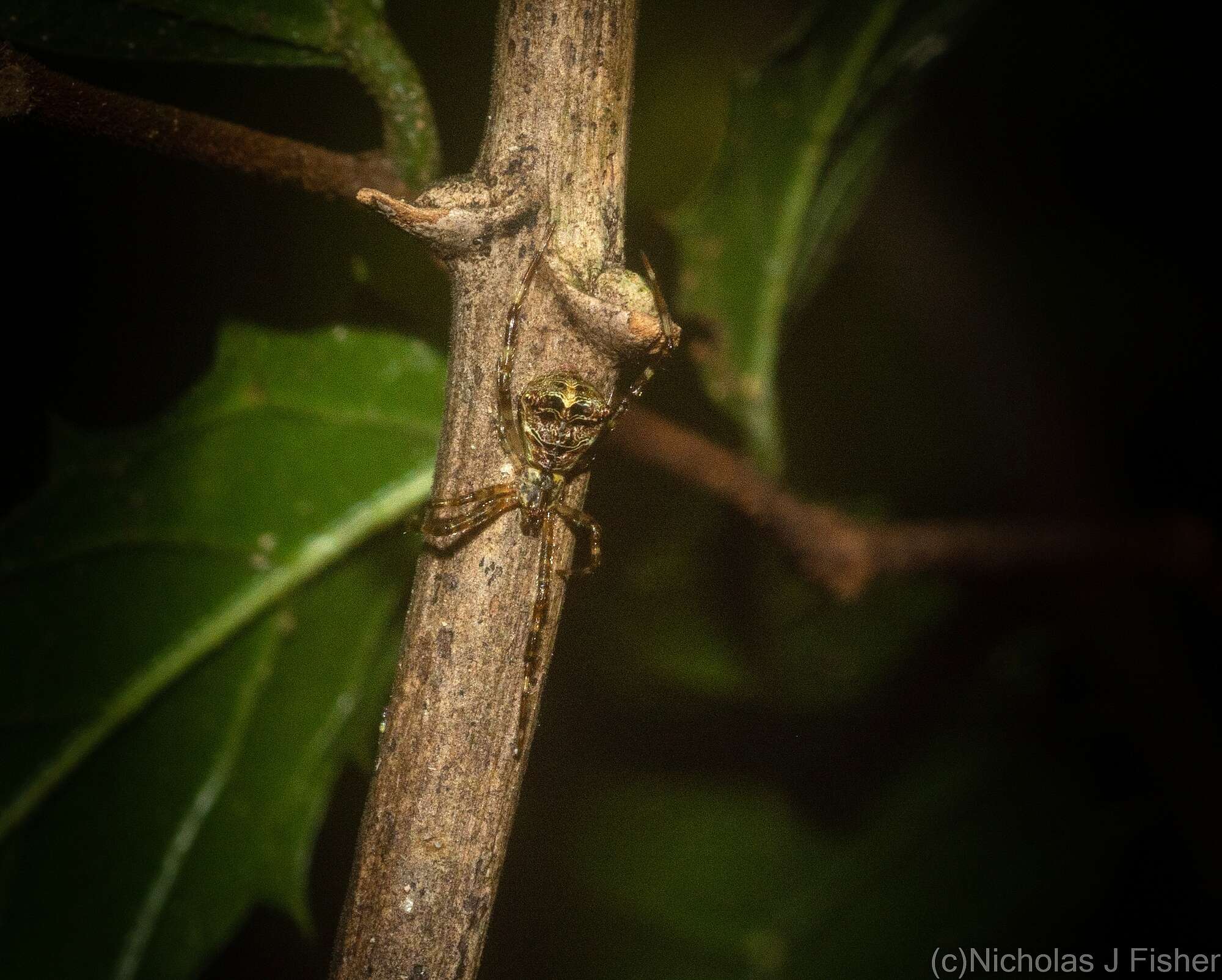 Janula bicornis (Thorell 1881) resmi