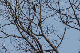 Image of Sumatran Treepie