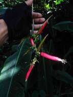 Image of Shining False-Bird-of-Paradise