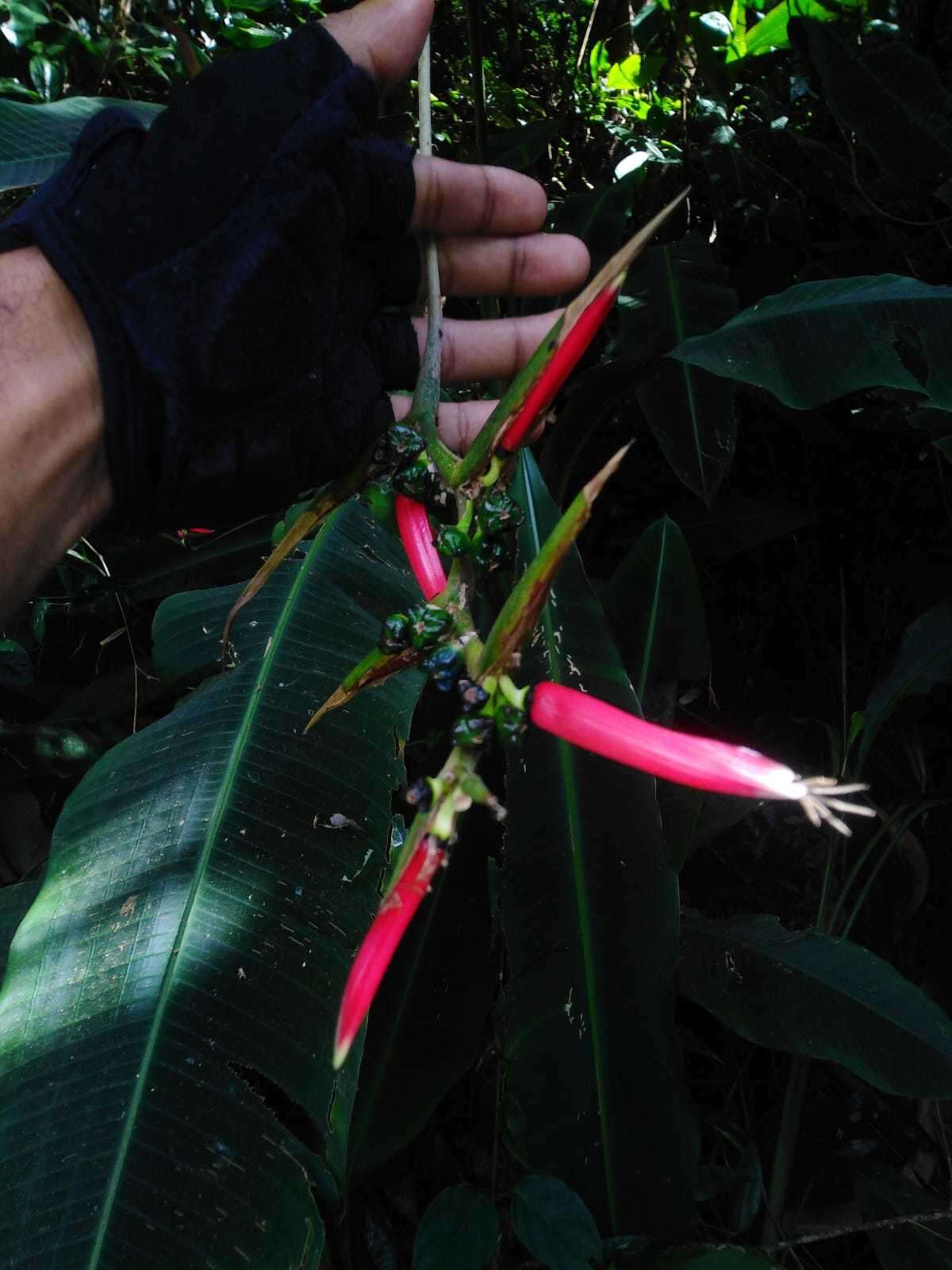 Image of Shining False-Bird-of-Paradise