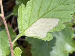 Phyllonorycter holodisci (Braun 1939) resmi