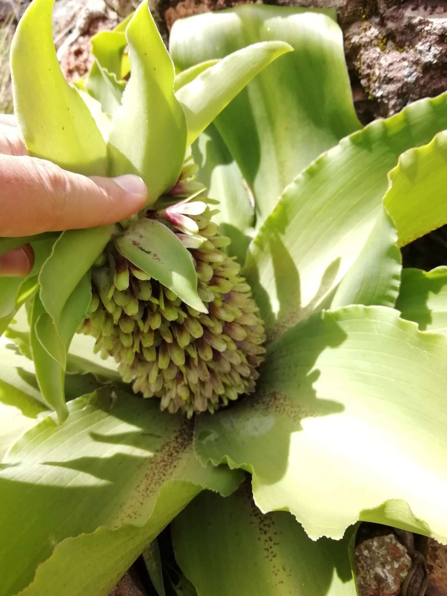 Imagem de Eucomis montana Compton