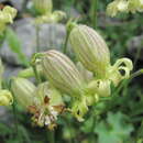 Image of Silene lychnidea C. A. Mey.