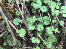 Imagem de Hydrocotyle moschata G. Forster