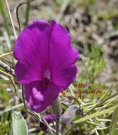 Image of longleaf cologania