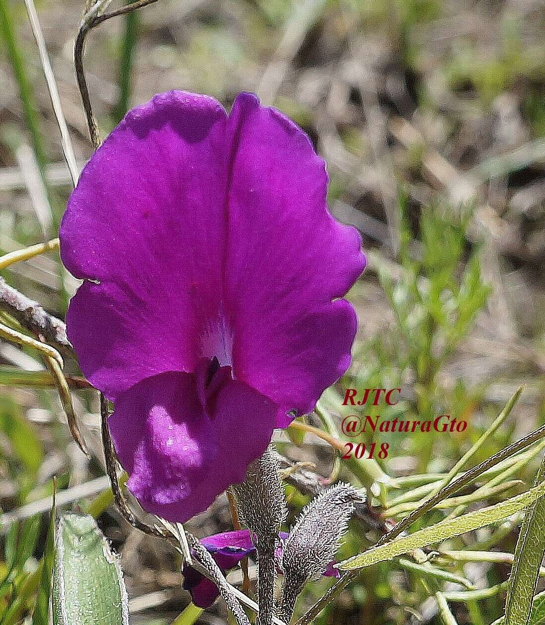 Plancia ëd Cologania angustifolia Kunth