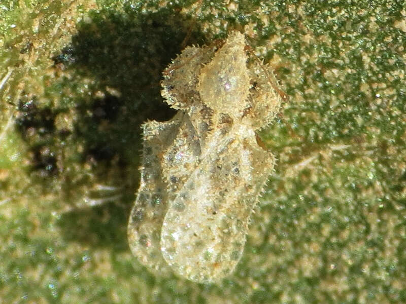 Image of Morrill lace bug