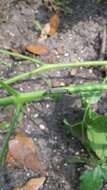 Image of Southern Armyworm Moth