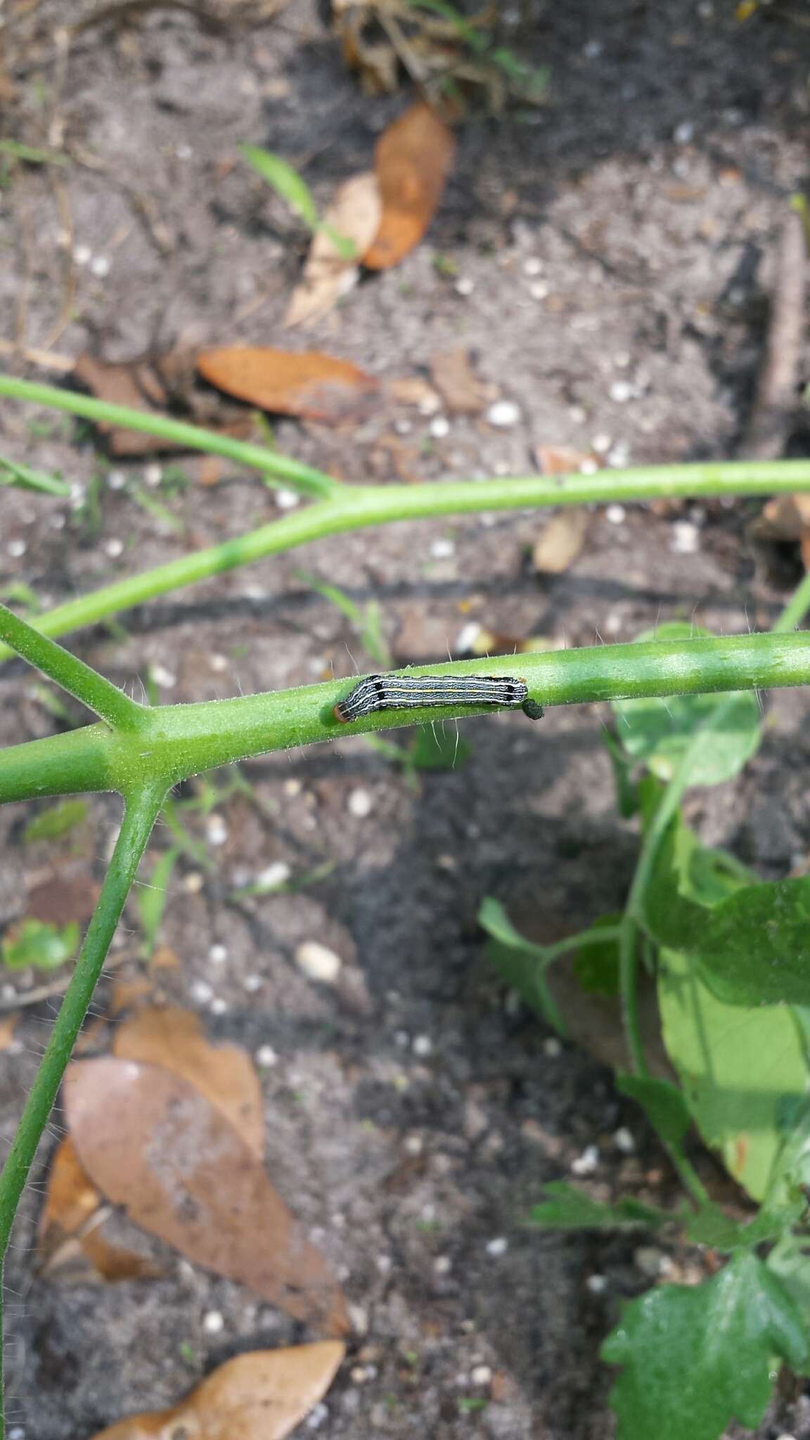 Image of Southern Armyworm Moth