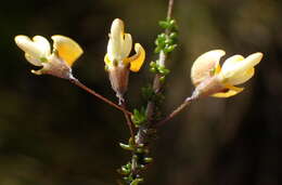 Image of Aspalathus tenuissima R. Dahlgren