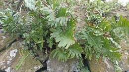 Plancia ëd Polypodium macaronesicum subsp. azoricum (Vasc.) F. J. Rumsey, Carine & Robba