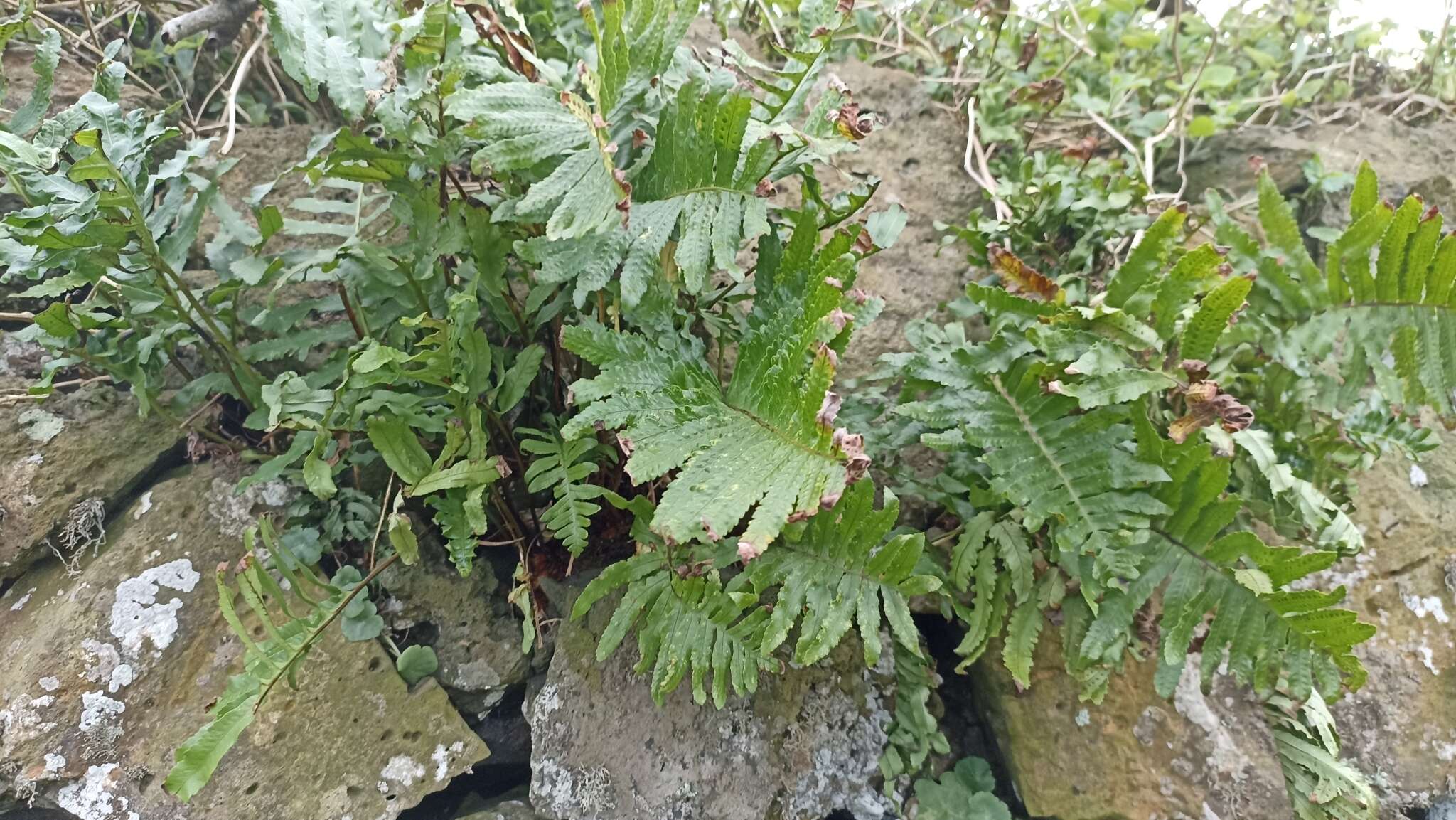 Plancia ëd Polypodium macaronesicum subsp. azoricum (Vasc.) F. J. Rumsey, Carine & Robba