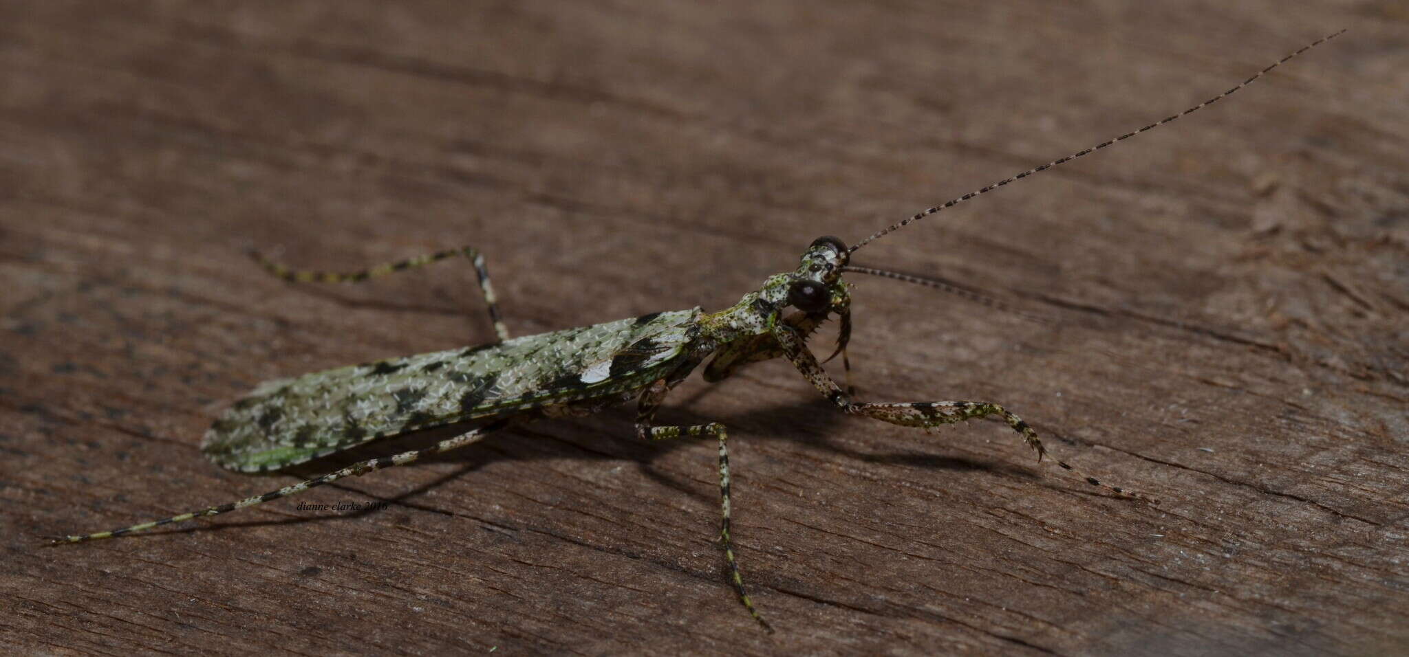 صورة Calofulcinia paraoxypila Tindale 1930