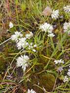 Image of Cuddy Mountain onion