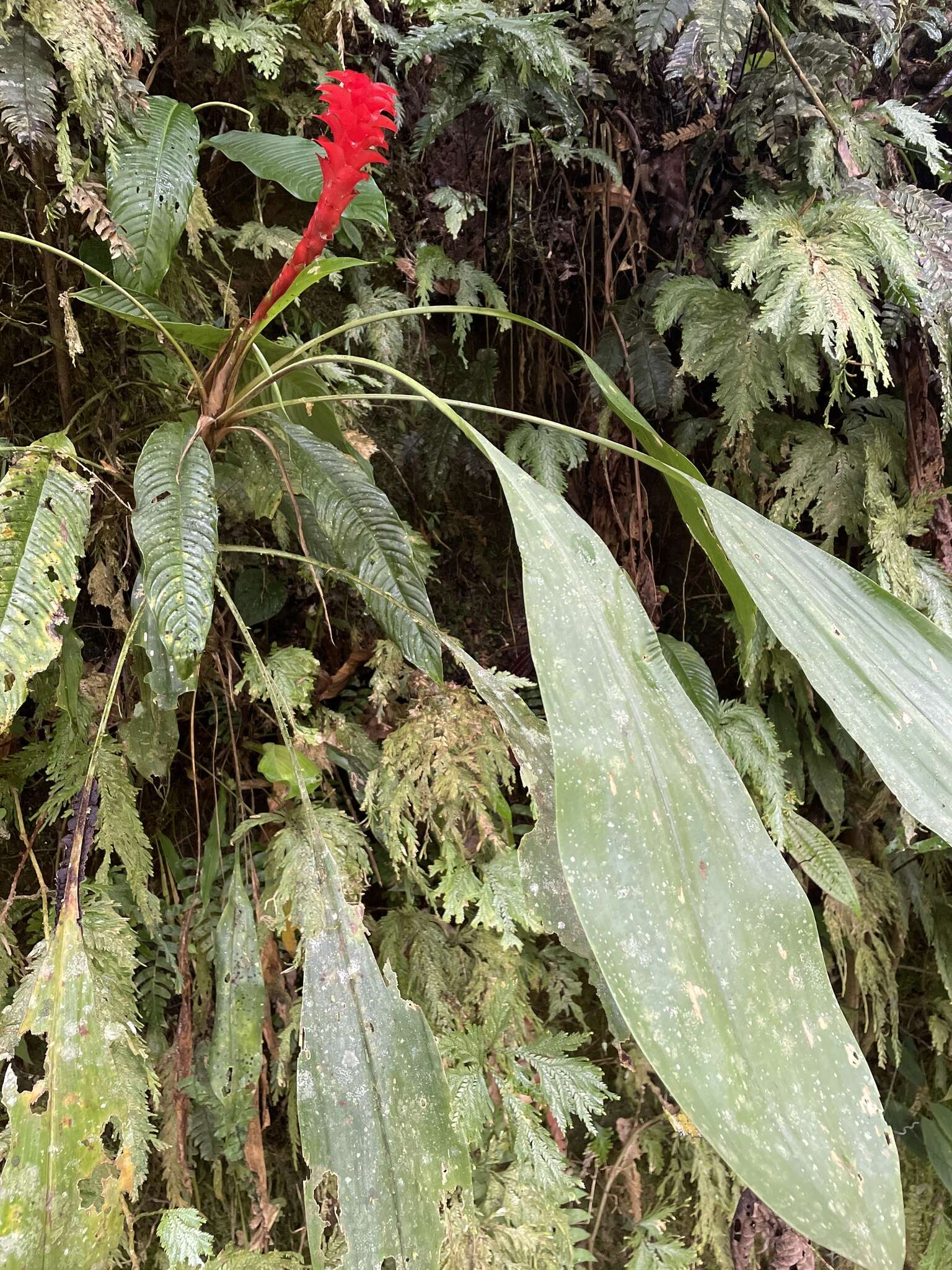 Image of Pitcairnia nigra (Carrière) André