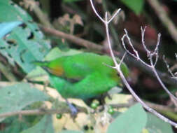 Image of Rufous-winged Tanager