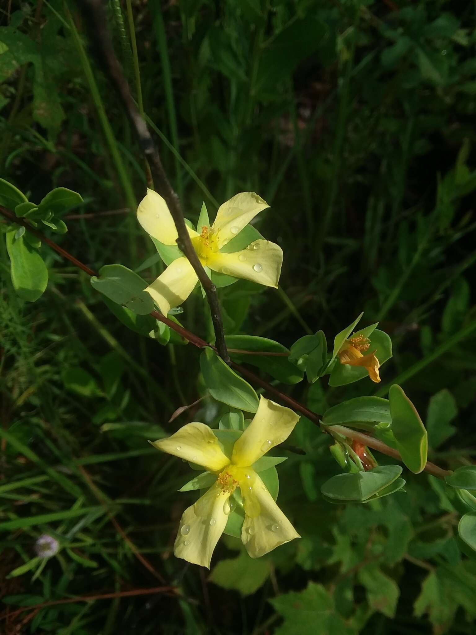 Imagem de Hypericum crux-andreae (L.) Crantz