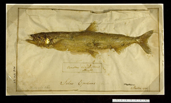 Image of Rainbow smelt