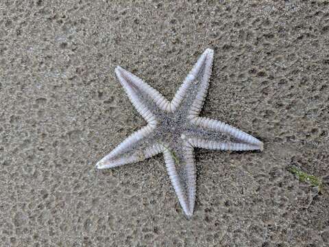 Image of Two-spined sea star