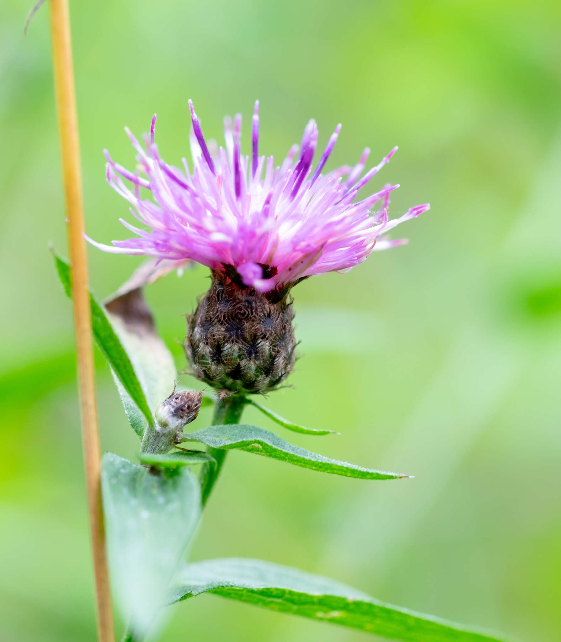 Image of lesser knapweed