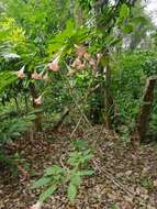 Image de Brugmansia insignis (Barb-Rodr.) T. E. Lockwood ex E. Wade Davis