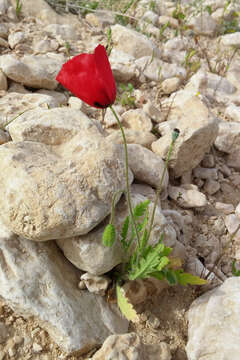 Image of Papaver rhoeas subsp. polytrichum (Boiss. & Kotschy) J. Thiebaut