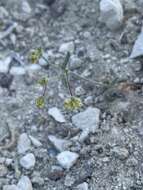 Image of spotted buckwheat