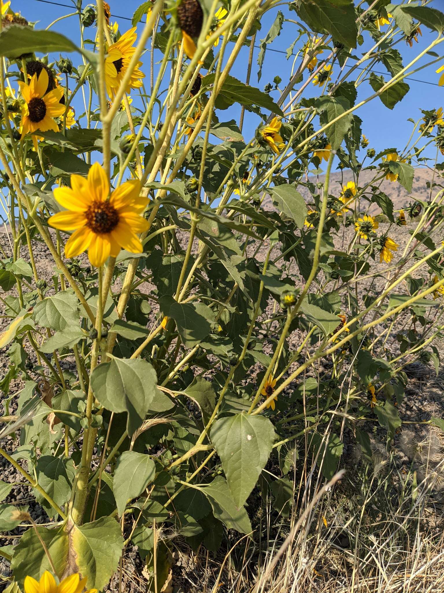 Image of serpentine sunflower