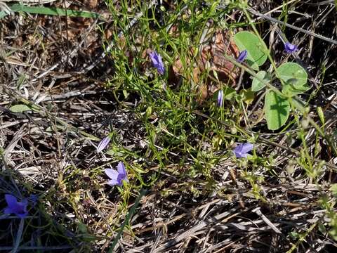 Image of basin bellflower