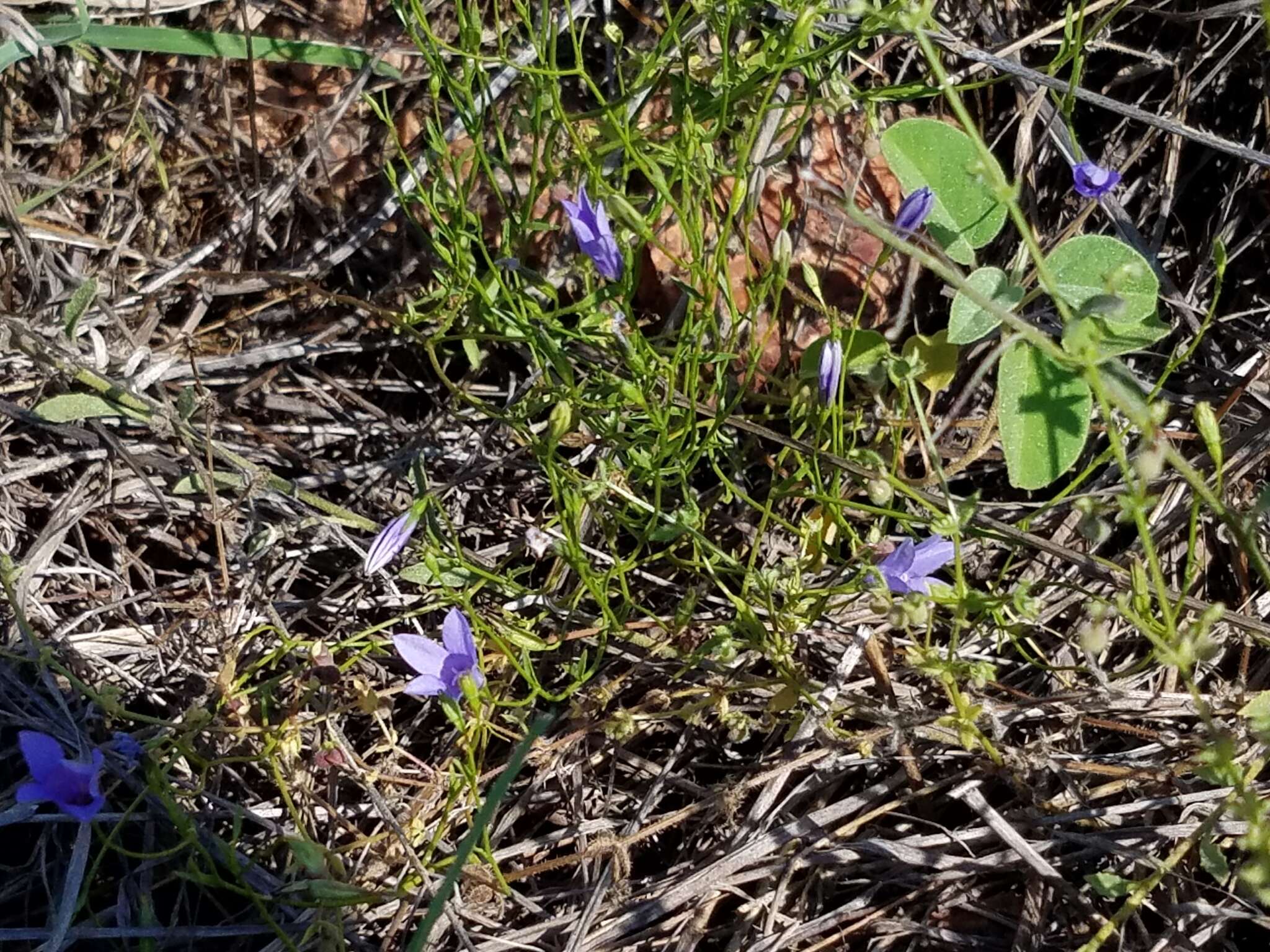 Image of basin bellflower