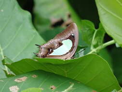 Image of Polyura hebe plautus Fruhstorfer 1898