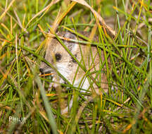 Image of Fat-tailed Dunnart