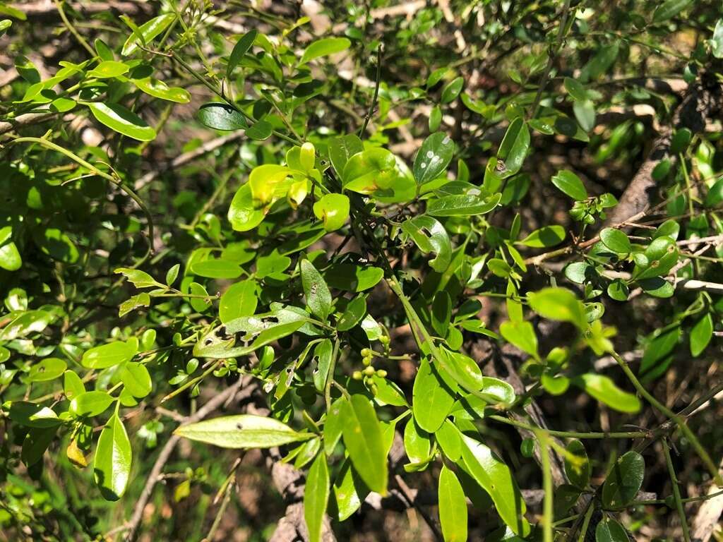 صورة Jasminum didymum subsp. racemosum (F. Muell.) P. S. Green