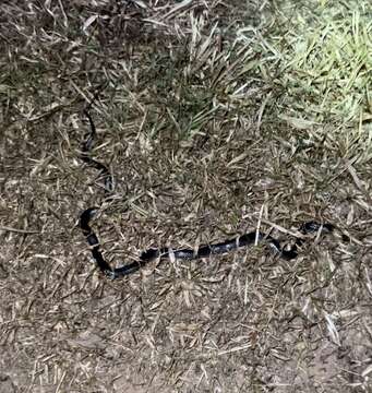 Image of Brown-headed or grey-naped snake