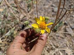 صورة Bahiopsis reticulata (S. Wats.) E. E. Schilling & Panero