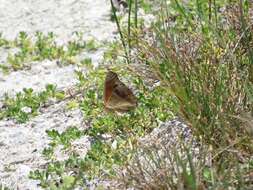 Sivun Junonia stemosa kuva