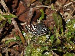 Image of <i>Burnsius orcynoides</i>