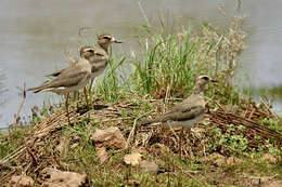 Charadrius veredus Gould 1848 resmi