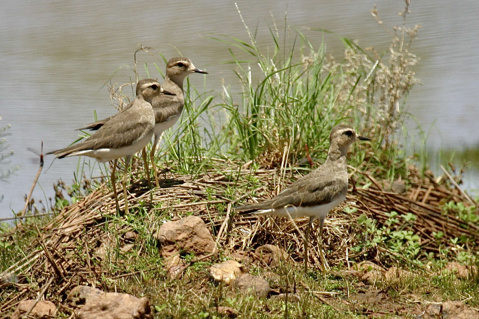 Charadrius veredus Gould 1848 resmi